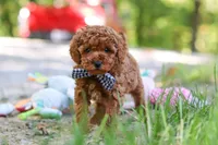 Kevin, a male Poodle - Toy  for sale in Dundee, OH – 2 of 7