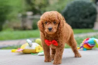 Bodie, a male Goldendoodle for sale in Dundee, OH – 6 of 10