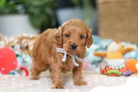 Bluey, a male Cavapoo for sale in Dundee, OH – Photo 6 of 8