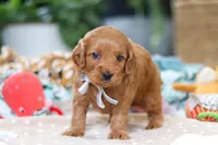 Bluey, a male Cavapoo for sale in Dundee, OH – Photo 8 of 8
