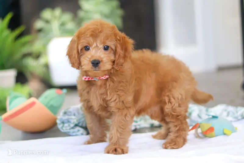 Bluey – Cavapoo puppy for sale in Dundee, OH