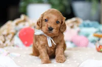 Bluey, a male Cavapoo for sale in Dundee, OH – Photo 7 of 8