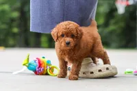 Kobe, a male Goldendoodle for sale in Dundee, OH – 4 of 10