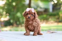 Grace, a female Poodle - Toy  for sale in Dundee, OH – 8 of 9
