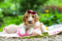 AKC Millie, a female Poodle - Standard  for sale in Dundee, OH – 9 of 10