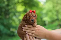 Hannah, a female Goldendoodle for sale in Dundee, OH – 4 of 10