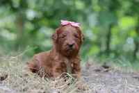 Skye, a female Miniature Goldendoodle for sale in Dundee, OH – 4 of 7