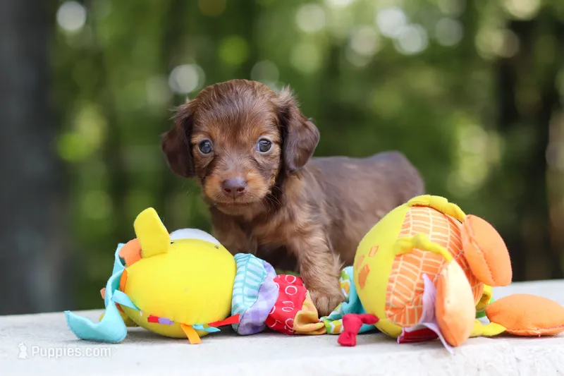 AKC Nemo – Miniature Dachshund puppy for sale in Dundee, OH