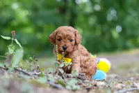 Victor, a male Cavapoo for sale in Dundee, OH – 5 of 10