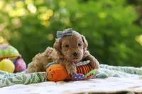 Bella, a female Maltipoo for sale in Dundee, OH – 4 of 4