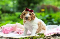 AKC Millie, a female Poodle - Standard  for sale in Dundee, OH – 4 of 10