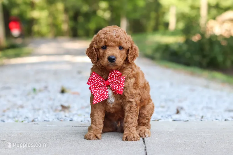 Caleb – Miniature Goldendoodle puppy for sale in Dundee, OH