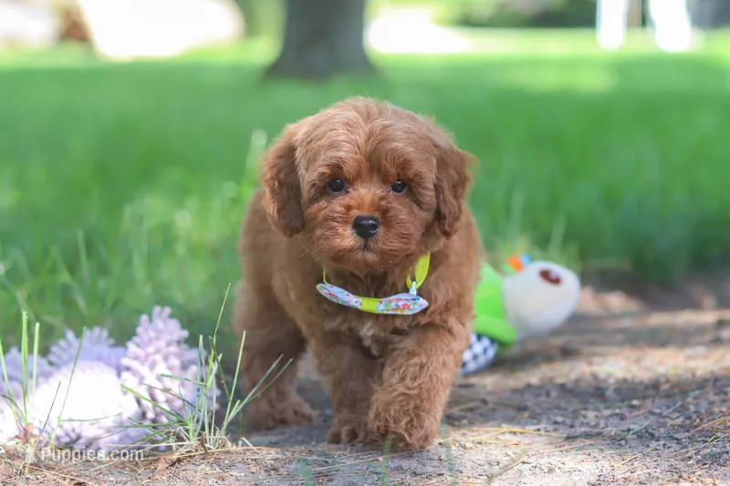 Hunter – Miniature Goldendoodle puppy for sale in Dundee, OH