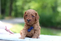 Benji, a male Miniature Goldendoodle for sale in Dundee, OH – 10 of 10