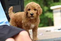 AKC Blaze, a male Poodle - Standard  for sale in Dundee, OH – 8 of 8