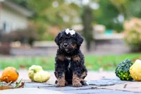 Millie, a female Bernedoodle for sale in Dundee, OH – 2 of 8