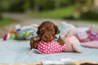 Nemo, a male Miniature Dachshund for sale in Dundee, OH – 7 of 9
