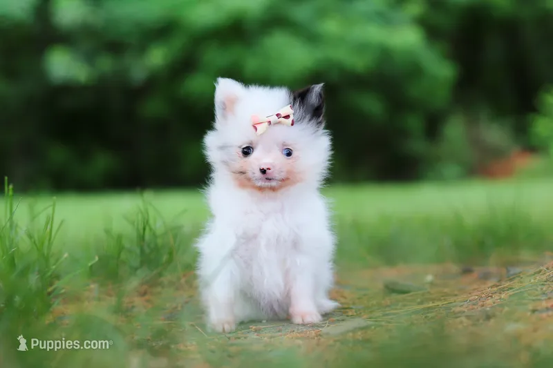 Kitty – Pomeranian puppy for sale in Dundee, OH