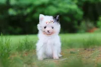 Kitty, a female Pomeranian for sale in Dundee, OH – 1 of 10