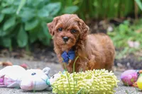 Sparky, a male Miniature Goldendoodle for sale in Dundee, OH – 2 of 10