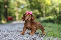 AKC Elle, a female Miniature Dachshund for sale in Dundee, OH – 3 of 8