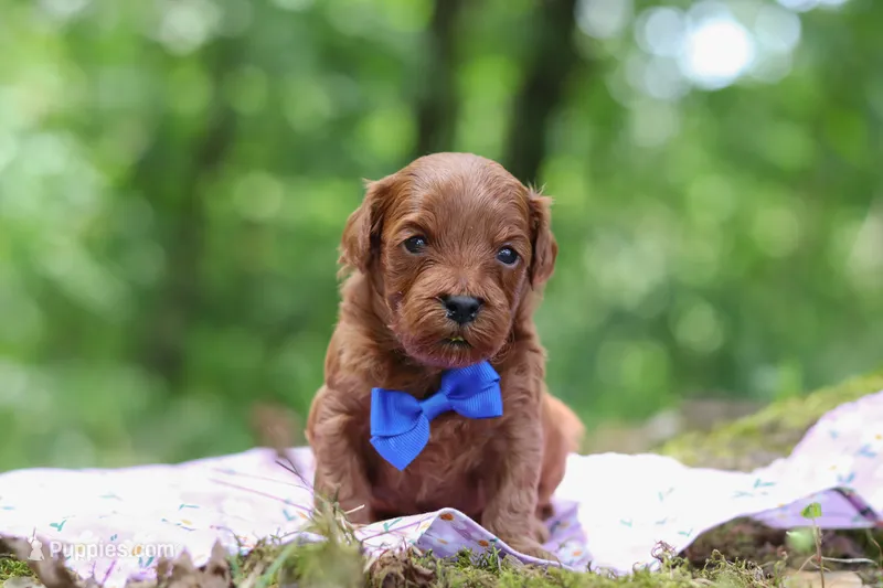Sparky – Miniature Goldendoodle puppy for sale in Dundee, OH