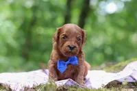 Sparky, a male Miniature Goldendoodle for sale in Dundee, OH – 1 of 6
