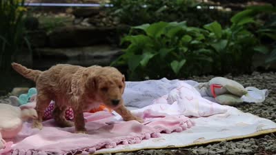 AKC Leo, a male Poodle - Standard  for sale in Dundee, OH – 7 of 7