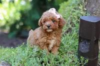 Leah, a female Poodle - Toy  for sale in Dundee, OH – 4 of 10