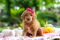 AKC Poppy, a female Poodle - Standard  for sale in Dundee, OH – 5 of 8
