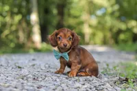 AKC Nemo, a male Miniature Dachshund for sale in Dundee, OH – 3 of 10