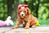 Natasha, a female Cavapoo for sale in Dundee, OH – 4 of 10