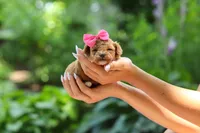 Leah, a female Poodle - Toy  for sale in Dundee, OH – 2 of 9