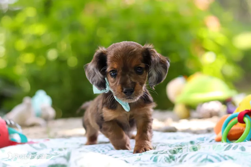 AKC Oscar – Miniature Dachshund puppy for sale in Dundee, OH