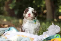 Wyatt, a male Bernedoodle for sale in Dundee, OH – 4 of 10