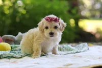 Heidi, a female Maltipoo for sale in Dundee, OH – 2 of 6