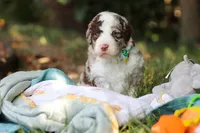 Wyatt, a male Bernedoodle for sale in Dundee, OH – 6 of 10