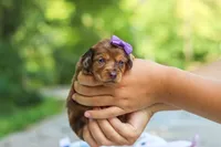 Elle, a female Miniature Dachshund for sale in Dundee, OH – 6 of 9