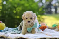 Chase, a male Maltipoo for sale in Dundee, OH – 5 of 6