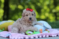 Taylor, a female Maltipoo for sale in Dundee, OH – 3 of 6