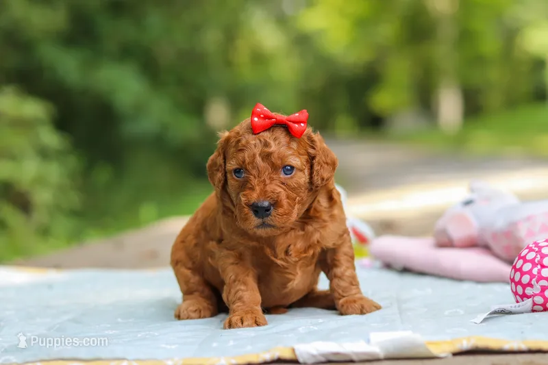 Hannah – Goldendoodle puppy for sale in Dundee, OH