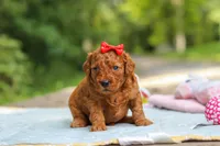 Hannah, a female Goldendoodle for sale in Dundee, OH – 1 of 10