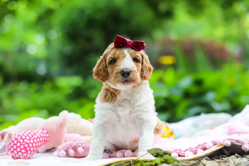 Millie – Poodle - Standard  puppy for sale in Dundee, OH