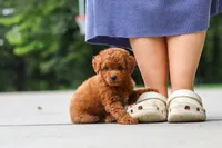 Kobe, a male Goldendoodle for sale in Dundee, OH – 3 of 10