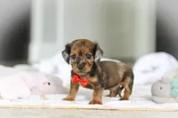 AKC Oscar, a male Miniature Dachshund for sale in Dundee, OH – 6 of 8