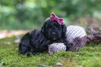 AKC Belle, a female Poodle - Toy  for sale in Dundee, OH – 2 of 8