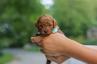 Clark, a male Goldendoodle for sale in Dundee, OH – 6 of 7