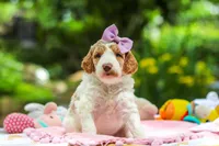 AKC Blossom, a female Poodle - Standard  for sale in Dundee, OH – 5 of 10