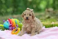 AKC Roxie, a female Poodle - Toy  for sale in Dundee, OH – 3 of 10