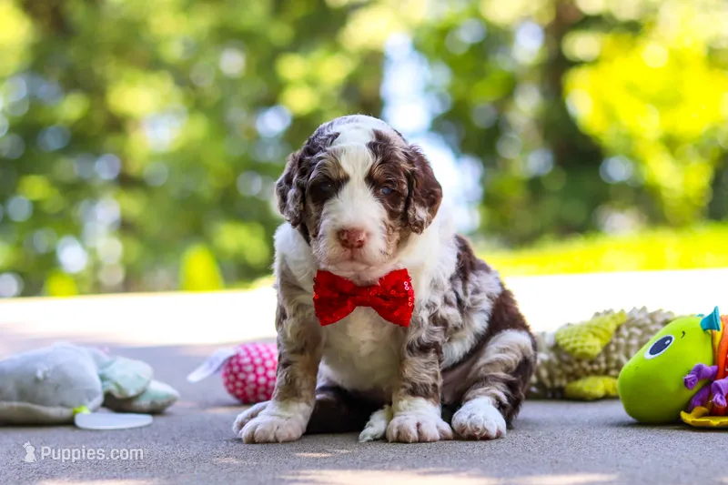 Kenny – Bernedoodle puppy for sale in Dundee, OH